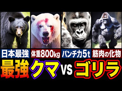 ゴリラの強さ