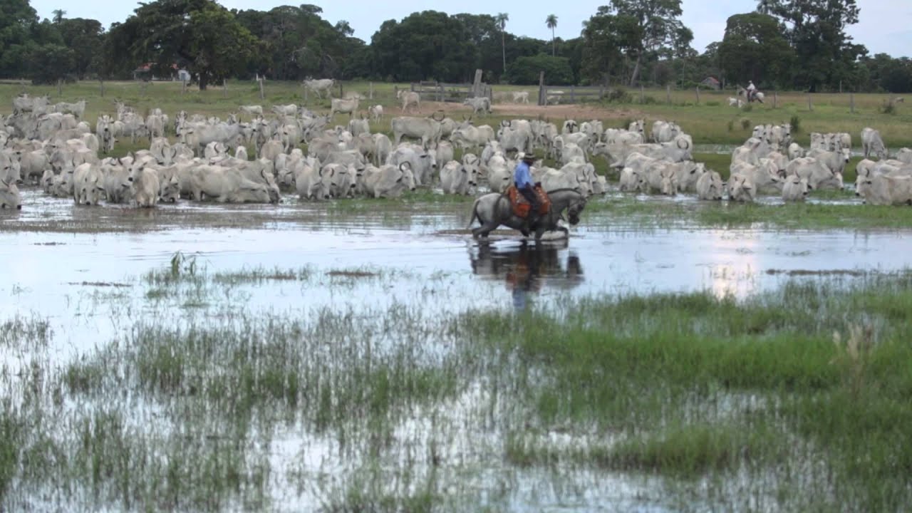 Filme - PANTANAL