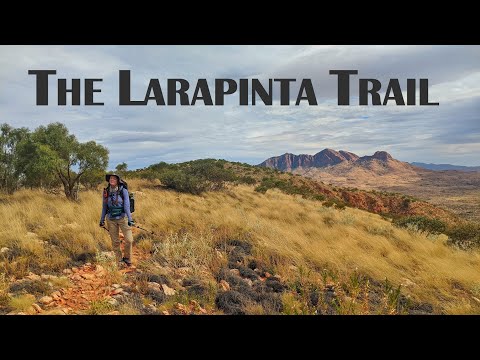 Coyote in the Outback | The Larapinta Trail 2022