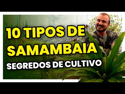 Discover 10 species of FERNS | How to grow, fertilize and replant