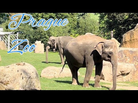 Prague Zoo in Summer | Czech Republic | StreetS