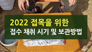 2022 나무 접목을 위한 접수 채취 시기 및 보관방법, 접붙이기