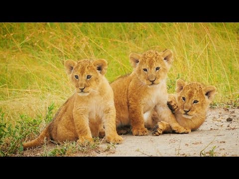 4K HDR Video – Beautiful Birds, Animals And Amazing African Wildlife