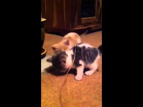 Funny kittens Hook and her crazy feet Hook and Smee