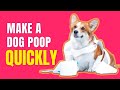 How To Make A Constipated Dog Poop Quickly Simple Remedies
