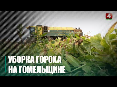 На Гомельщине начали уборку гороха видео