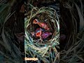 Gauraiya Chidiya Birdslover Birds Facts Wildlife
