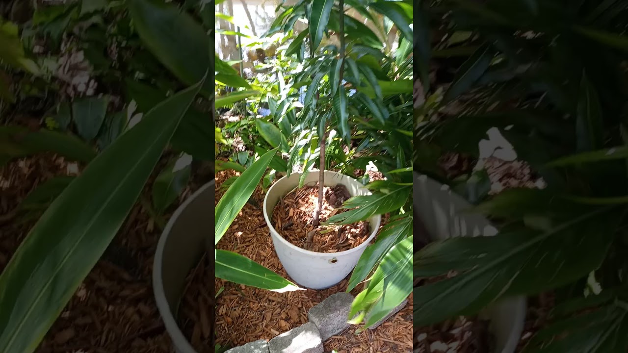 tropical fruit forum