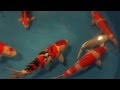 Interkoi 2014 001