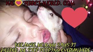 WE LOVE FERRET_WORLD.COM