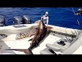 HUGE BLUE MARLIN Catch Clean Cook
