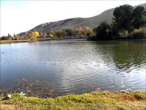 DIADEM OF GOLD - BAILEY