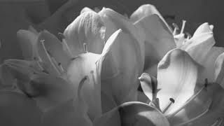 Harold Mabern - My Funny Valentine