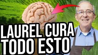 🌿 BENEFICIOS DE CONSUMIR LAUREL - Oswaldo Restrepo RSC