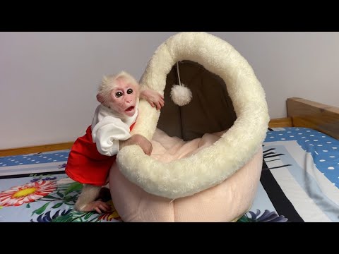 Super cute! Monkey Luk was surprised with mom's gift to him