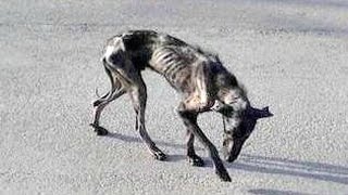 Fostering and letting go of Billy