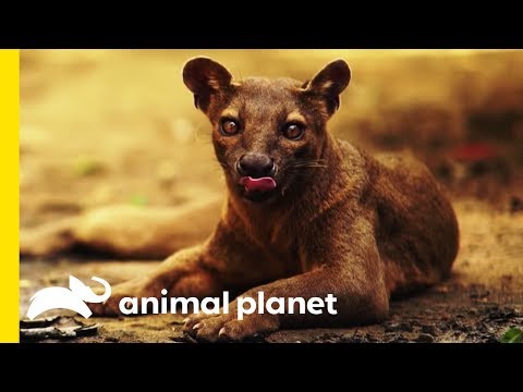 The Fabulous Fossa: Madagascar's Greatest Predator