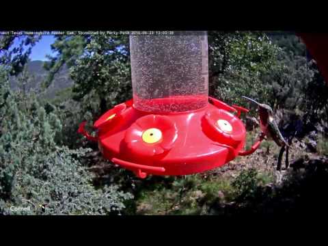 Hovering Around Steadfast Male Lucifer - Sept. 23. 2016