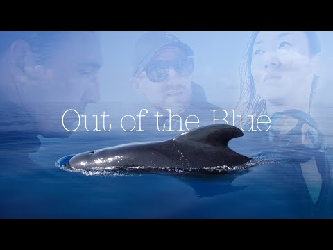 2nd YouTube video about are there whales in the mediterranean sea