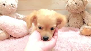 ハーフ犬の動画01