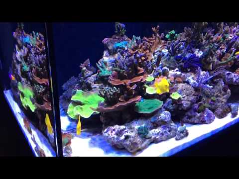 Red Sea Reefer XL 425. 99% SPS dominated REEF tank