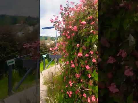 Jardín, laguna de Tota