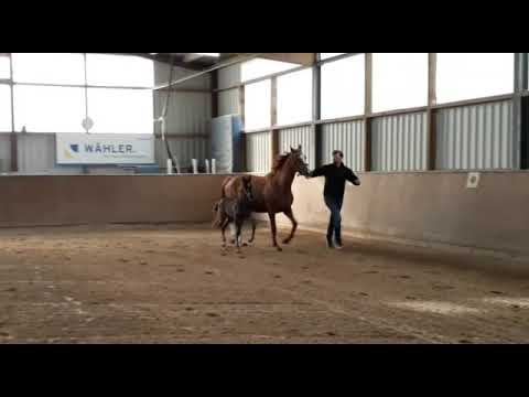 Hengstfohlen Donier x Alabaster