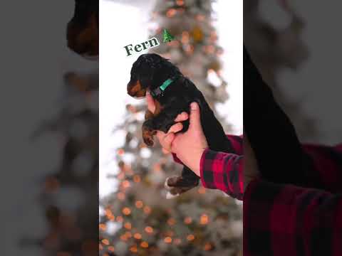 The Bernedoodles got to make some big decisions today 🥺🎄🎅🏼🎁 #bernedoodle #fyp #puppy #christmas