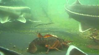 preview picture of video 'Procambarus clarkii, Gobio gobio a Myxocyprinus asiaticus v našem jezírku.'