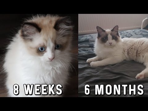 Ragdoll Cats Get BIG | 1 to 6 Months Growth | Fero The Ragdoll Cat