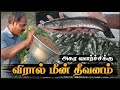 பண்ணை முறையில் விரால் மீன் வளர்க்க Speci