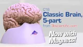Five part Classic Brain
