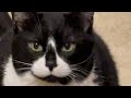 Kitty Cat Meows Very Loudly