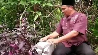 Download lagu Aman Tar vs Datu Gaul Lawak Gayo mp3