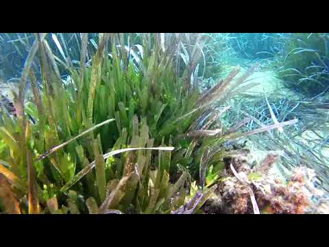 Fioritura di posidonia a Portoferraio