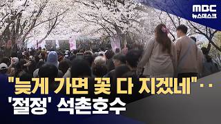 석촌호수 벚꽃, 서울의 숨은 명당과 조기 개화 분석