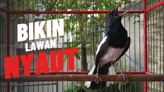 Download lagu Kacer Ngeplong gacor santai ini Cocok Buat Pancingan Kacer Bahan Supaya Cepat Bunyi Gacor mp3