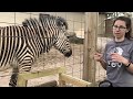 Keeper Connections: Zebra Training