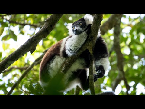 Madagascar’s communities support wildlife conservation