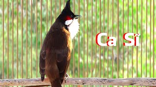 Download lagu Chào Mào Song Kon Hót Nghe Đã Tai | Luyện Giọng Chào Mào Tuyệt Vời mp3