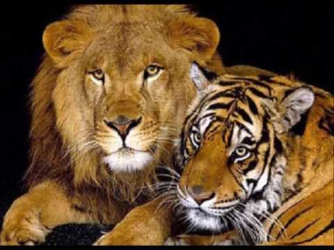 Awadi feat  Tibass Kazematik   - SOS Congo