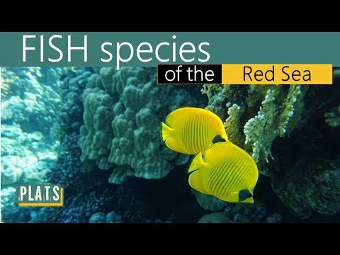 FISH species of the RED SEA -  Рыбы в Красном море