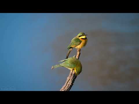 4K 10 bit color Amazing African Birds. Part 1