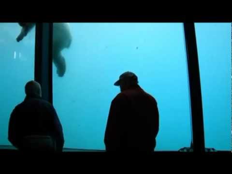 IJsbeer Vicks speelt en breekt ruit in Diergaarde Blijdorp - polar bear breaks window Rotterdam Zoo