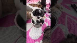 Video preview image #1 Mutt Puppy For Sale in Marina Del Rey, CA, USA