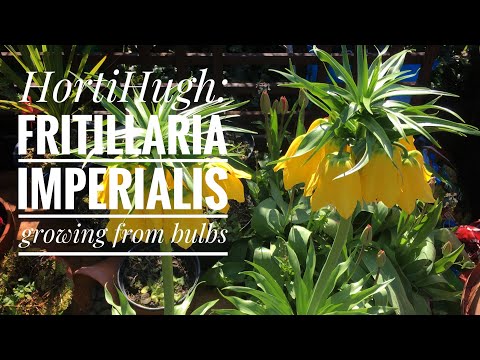 Growing Fritillaria imperialis from bulbs