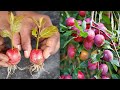 Aloo Bukhara Tree| Aloo Bukhara Plant | Aalu Bukhara ka Ped | cherry plam Tree | আলু বোখারা