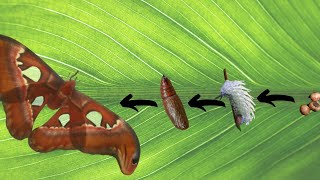 life cycle of an Attacus atlas moth | egg to moth