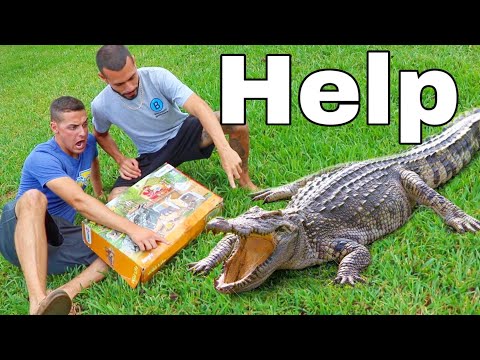 Crocodile Kit Comes ALIVE With Water!!