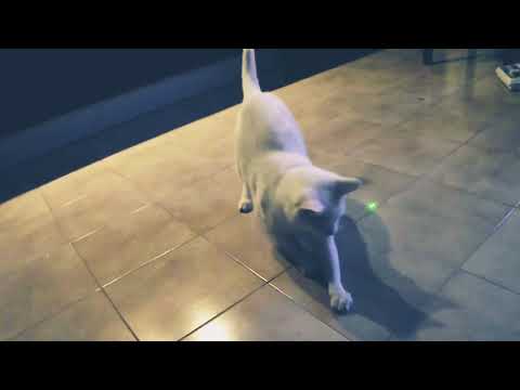 Mumù e la strana lucina verde